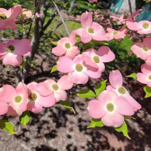 'Stellar Pink' dogwood. Jeanette Alosi