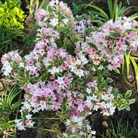 Plants of the Season Fig 3