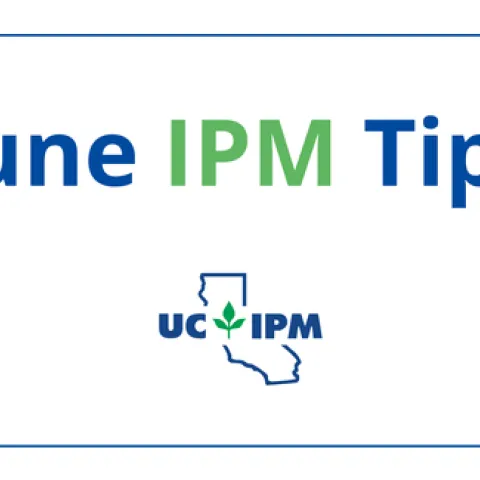 Pest prevention tips for June.
