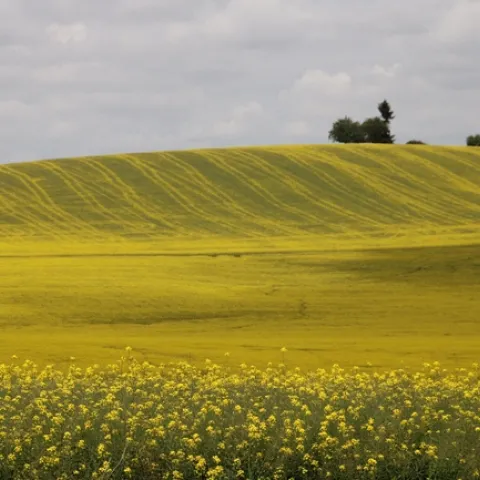 Canola field photo by Keith Arrol