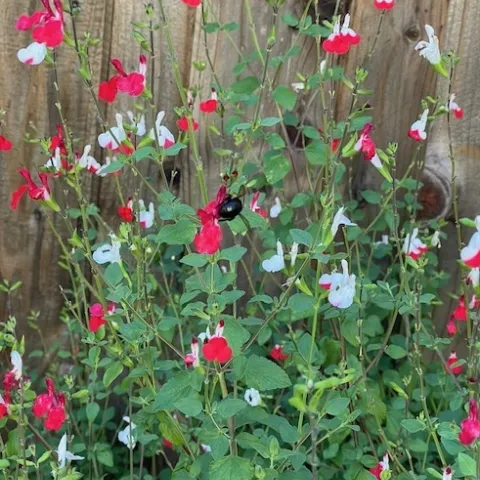 Hotlips salvia. photos by Cindy Yee