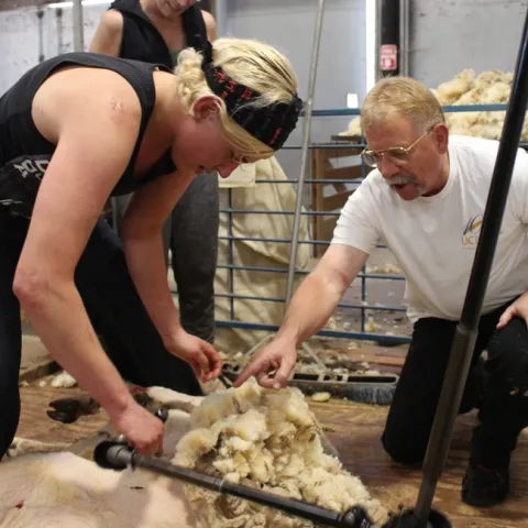 Harper, speaking to a blonde student, points to a spot on a sheep that's being sheared. A person in background observes.