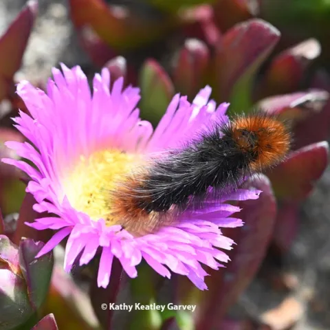 A wooly bear caterpillar on ice plant at Bodega Head. This insect is Arctia virginalis, formerly known as Platyprepia virginalis. (Photo by Kathy Keatley Garvey)
