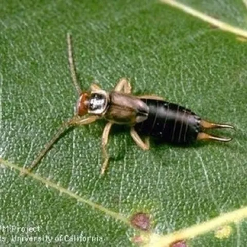 Photo of an adult earwig