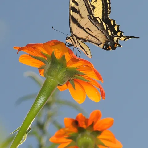 A Western tiger swallowtail, Papilio rutulus, touches down on a Mexican sunflower, Tithonia rotundifola. (Photo by Kathy Keatley Garvey)