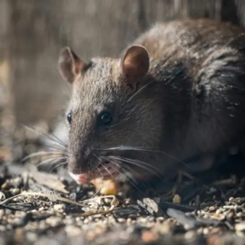 A grey brown rat on the ground with its hands by its mouth feeding on something.