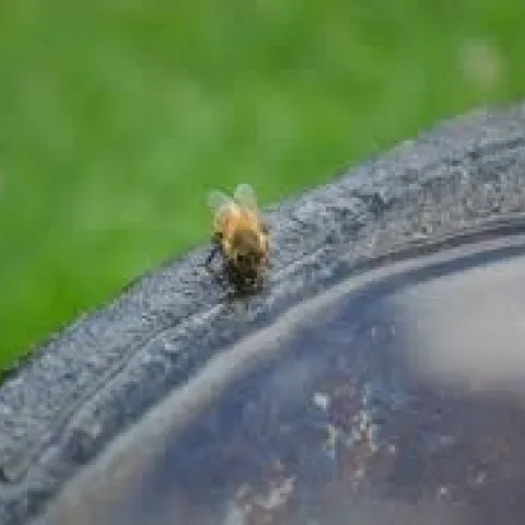 Provide a water source in the garden to attract birds and other pollinators. (Photo: PxHere)