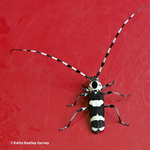 The banded alder borer is attracted to fresh paint, probably because of the phermone-like scent. (Photo by Kathy Keatley Garvey)