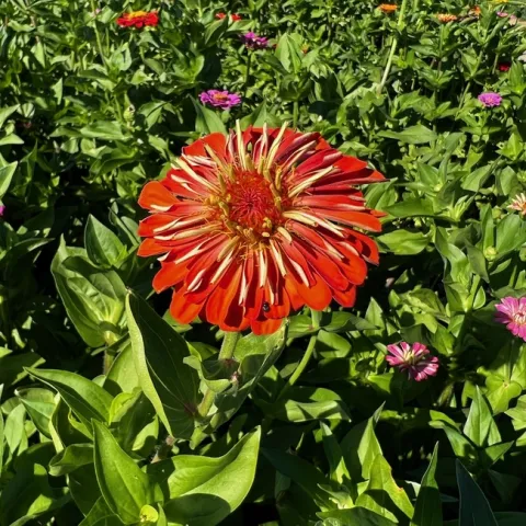 Zinnia at Metzger Zinnia Patch. photo by Jennifer Baumbach