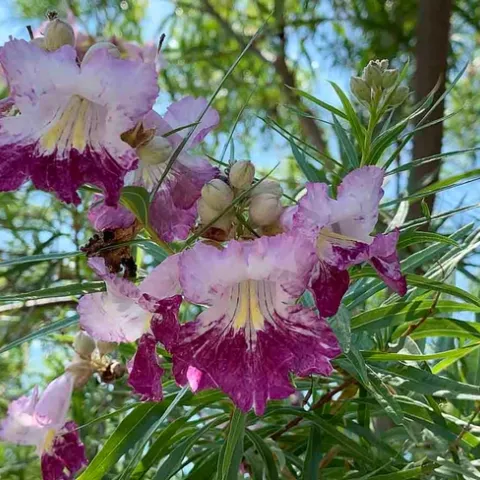 Desert Willow blooms in the Master Gardener Demonstration Garden. Laura Kling