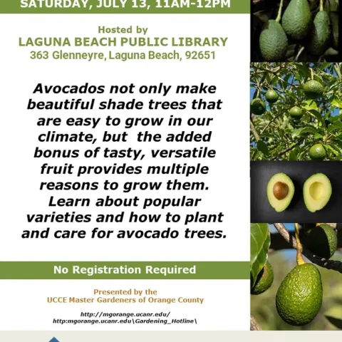 Grow Your Own Avocado Tree! Join Our Amazing Avocados Event