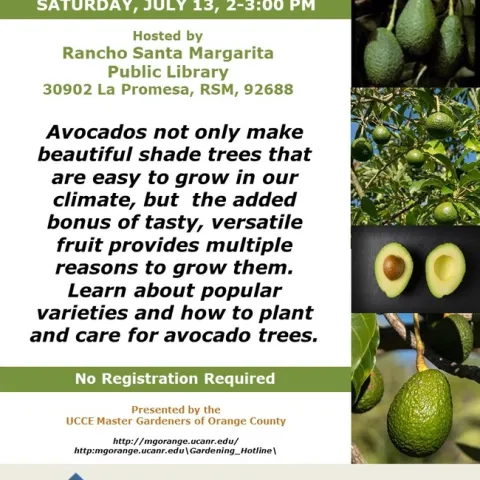 From Tree to Table: Learn All About Avocado Cultivation