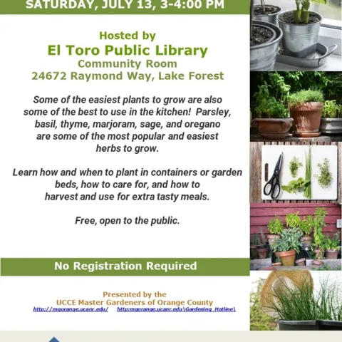 Grow Your Own Kitchen Herbs – Join Our Expert Gardening Event