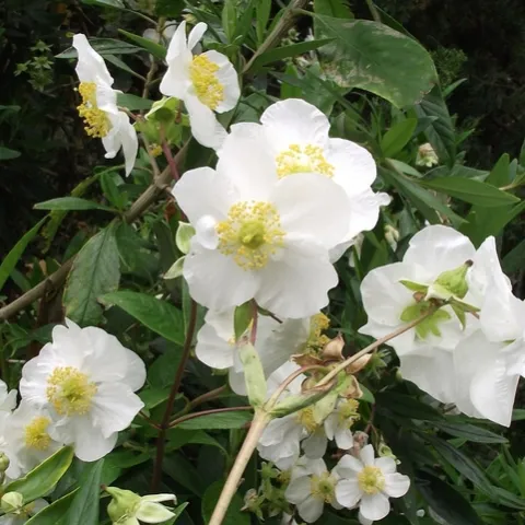 Carpenteria californica is a beautiful flowering evergreen shrub native to the Sierra Nevada foothills. It does well planted in a shady area on the Valley floor. (Photo: Wikimedia Commons)