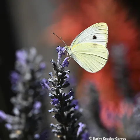 A cabbage white butterfly, Pieris rapae, nectaring on lavender in a Vacaville garden on June 24. Next Wednesday, July 4, promises to be a scorcher at 106 degrees. (Photo by Kathy Keatley Garvey)