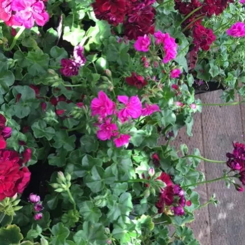 photos by Heather Hamilton