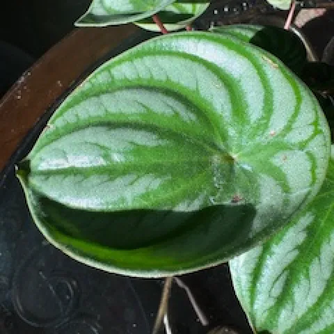 photos by Jennifer DeDora