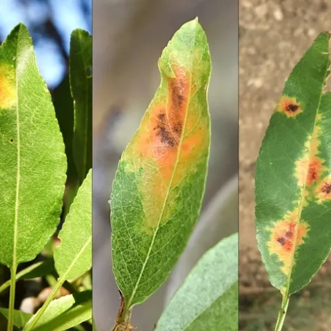 Red leaf blotch (RLB) blotches that are large, yellow-orange and reddish-brown in their center