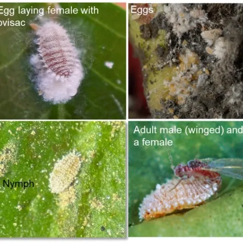 mealybug stages