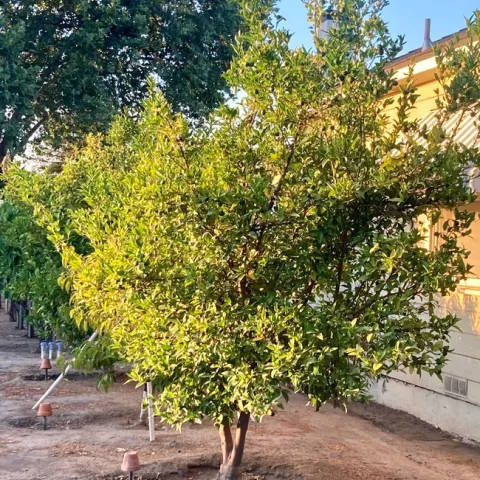 Deep water citrus and other trees at least a day before a forecast heat spike. (Photo: Jeannette Warnert)