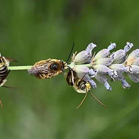 A horizontal view of male Melissodes bees sleeping on a lavender stem. Image taken just after dawn in a Vacaville pollinator garden. (Photo by Kathy Keatley Garvey)