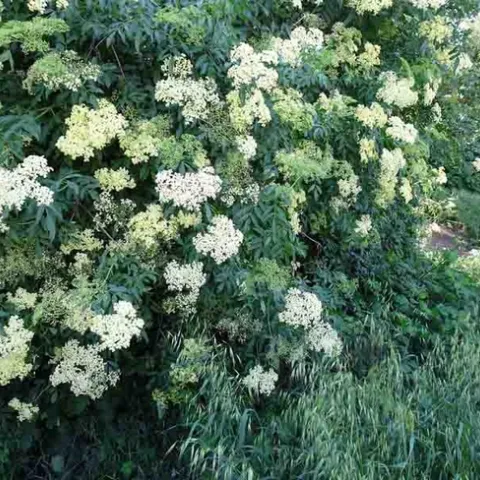 Elderberry flowers. Mike Flanner