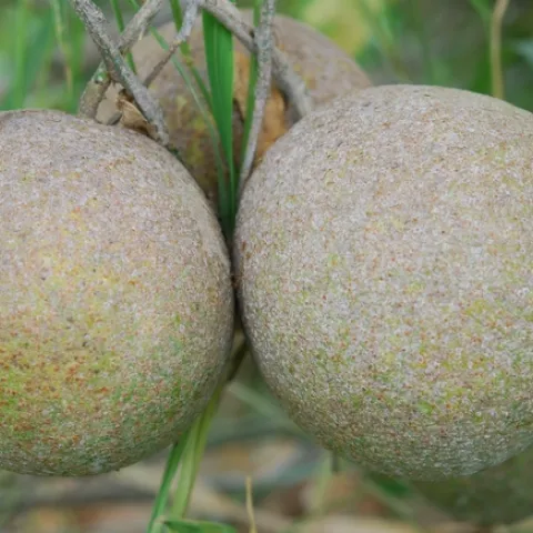 red scale feeding on grapefruit