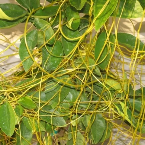 Many vegetable and ornamental plants are susceptible to dodder, a parasitic weed that grows as twining threadlike stems over their hosts. If you have dodder, find a link below to UC IPM guidelines for control. (Photo: UC IPM)