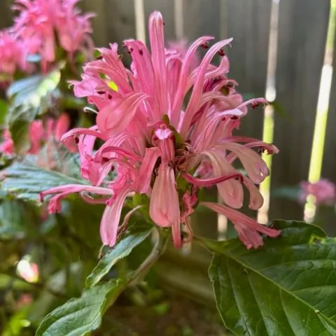 Justicia carnea flower photo by Keith Arrol