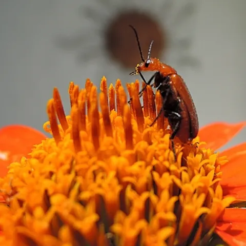 A blister beetle (family Meloidae) eating pollen from the Mexican sunflower, Tithonia rotundifola. (Photo by Kathy Keatley Garvey)