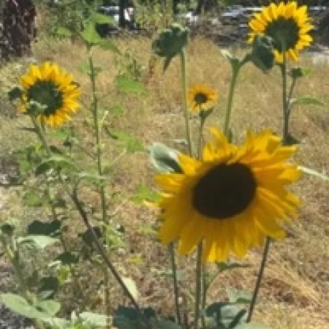 photos by Lorie Hammond