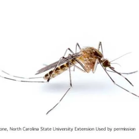 Mosquito against a white background.