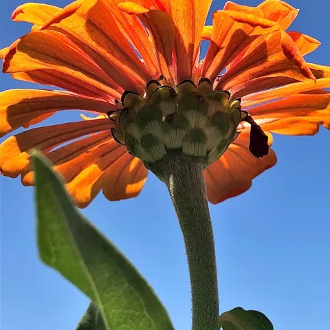 CLose-up of orange zinnia flower underside, looking up towards the sky