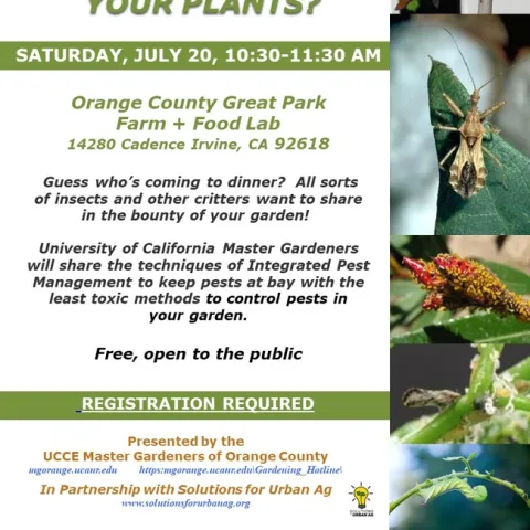 What's Bugging Your Plants? Discover Safe Pest Control Tips!