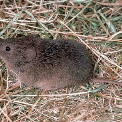 Photo of a vole