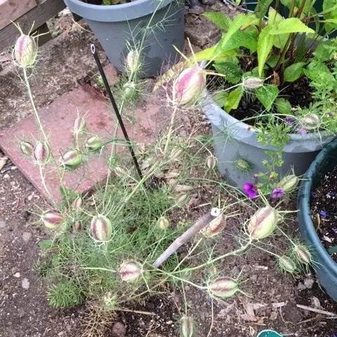 Nigella pods. photos by Heather Hamilton