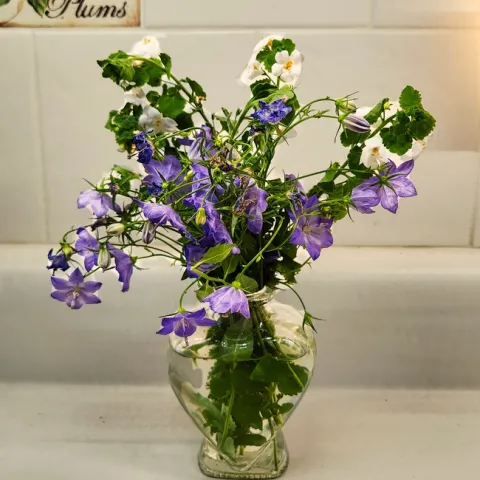 Bellflower Bouquet - Al Alvarado