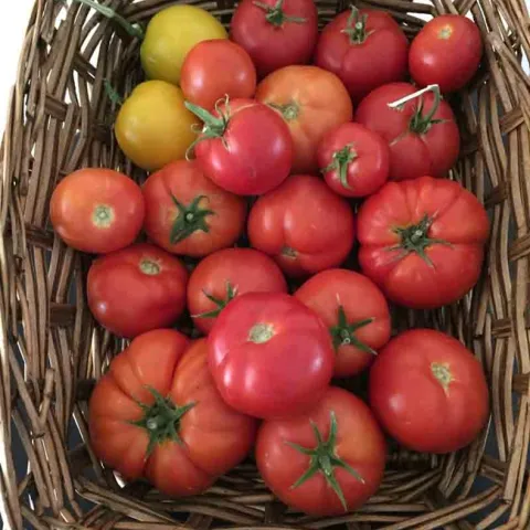 A basket of heirloom tomatoes. Kim Schwind