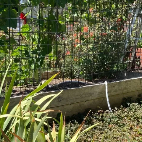 Raised Bed