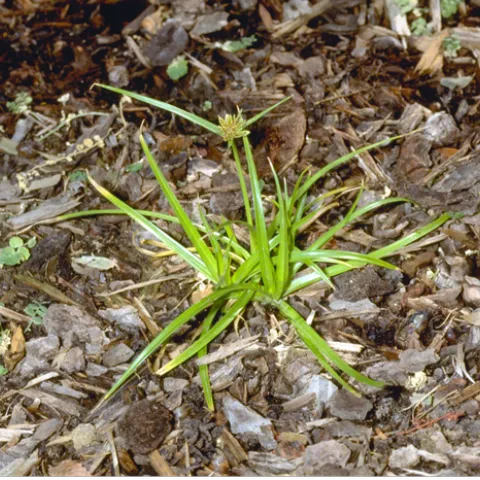 Mature yellow nutsedge. (Photo: UC IPM)