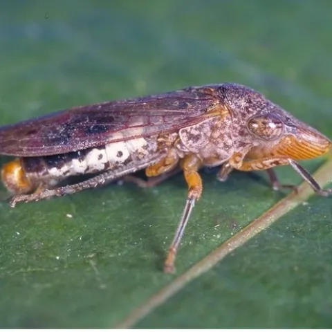 A long, speckled brown insect with a pointed head on a green leaf.