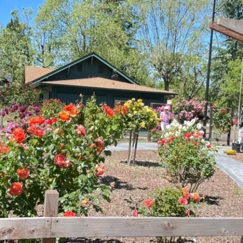 Fuller Park Rose Corral