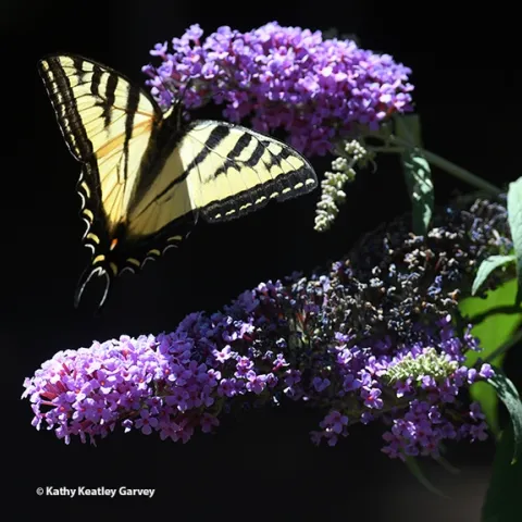 A Western tiger swallowtail, Papilio rutulus, nectaring on a butterfly bush, Buddleja davidii. (Photo by Kathy Keatley Garvey)