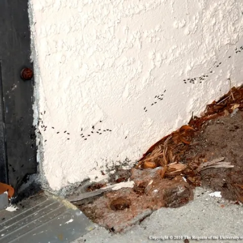 Ants make their way into a home. (Photo: UC ANR)