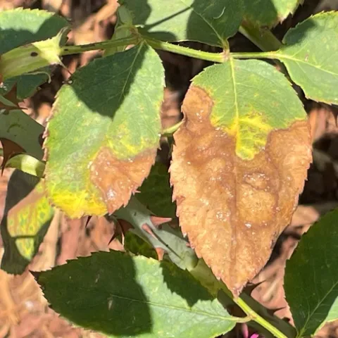 What Happened?! -- Heat Stress!