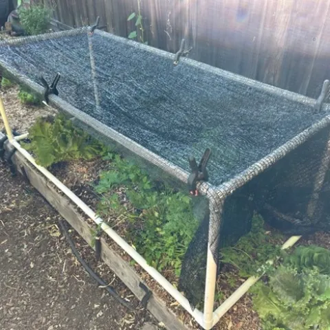 Photo of shade cloth covering herbs and lettuce