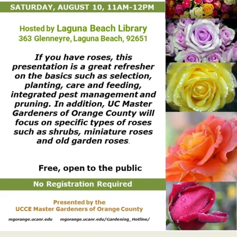 Master the Art of Growing Roses – Join Our Roses 101 Workshop