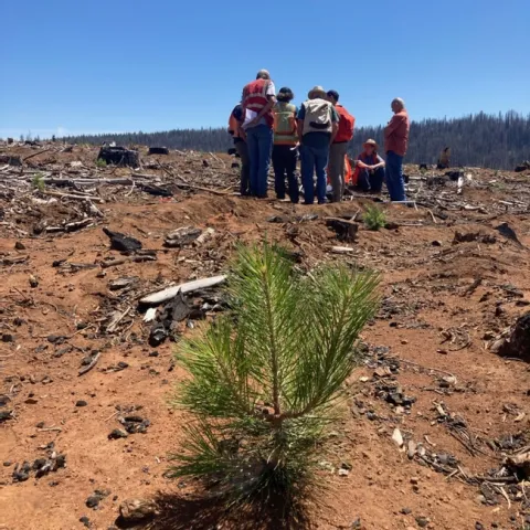 A healthy ponderosa pine seedling with severely burned, untreated forest land in the background
