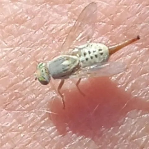 artichole frujit fly Terella fuscicormis