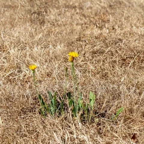 Lawns are suffering under record-setting heat. (Photo: Pixabay)